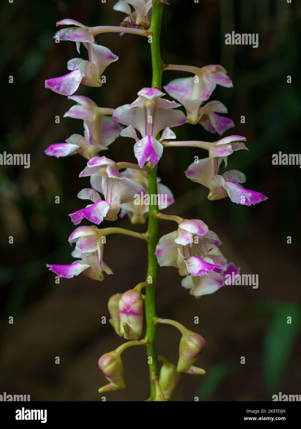 Closeup view of colorful white and purple pink flowers and buds of tropical epiphytic orchid species aerides falcata blooming on natural background Stock Photo