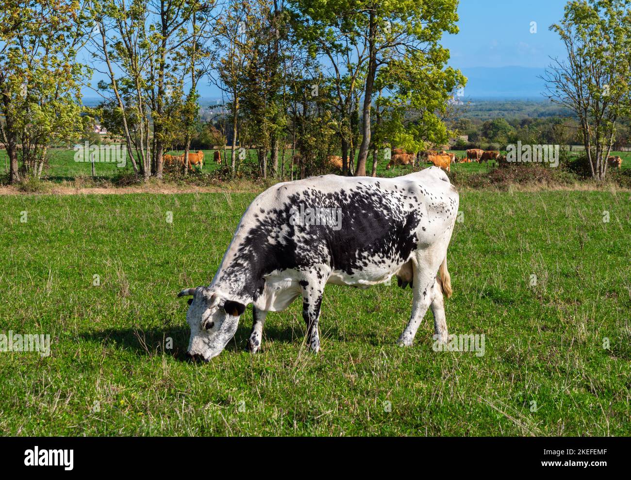 A black and white cow in autumn on a pasture next to vineyards of wine route in Alsace, France Stock Photo