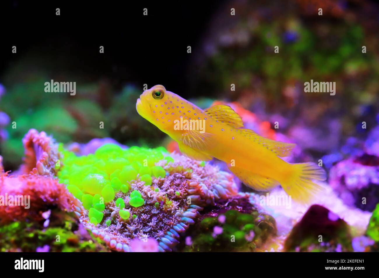 Yellow watchmen goby fish - (Cryptocentrus cinctus) Stock Photo