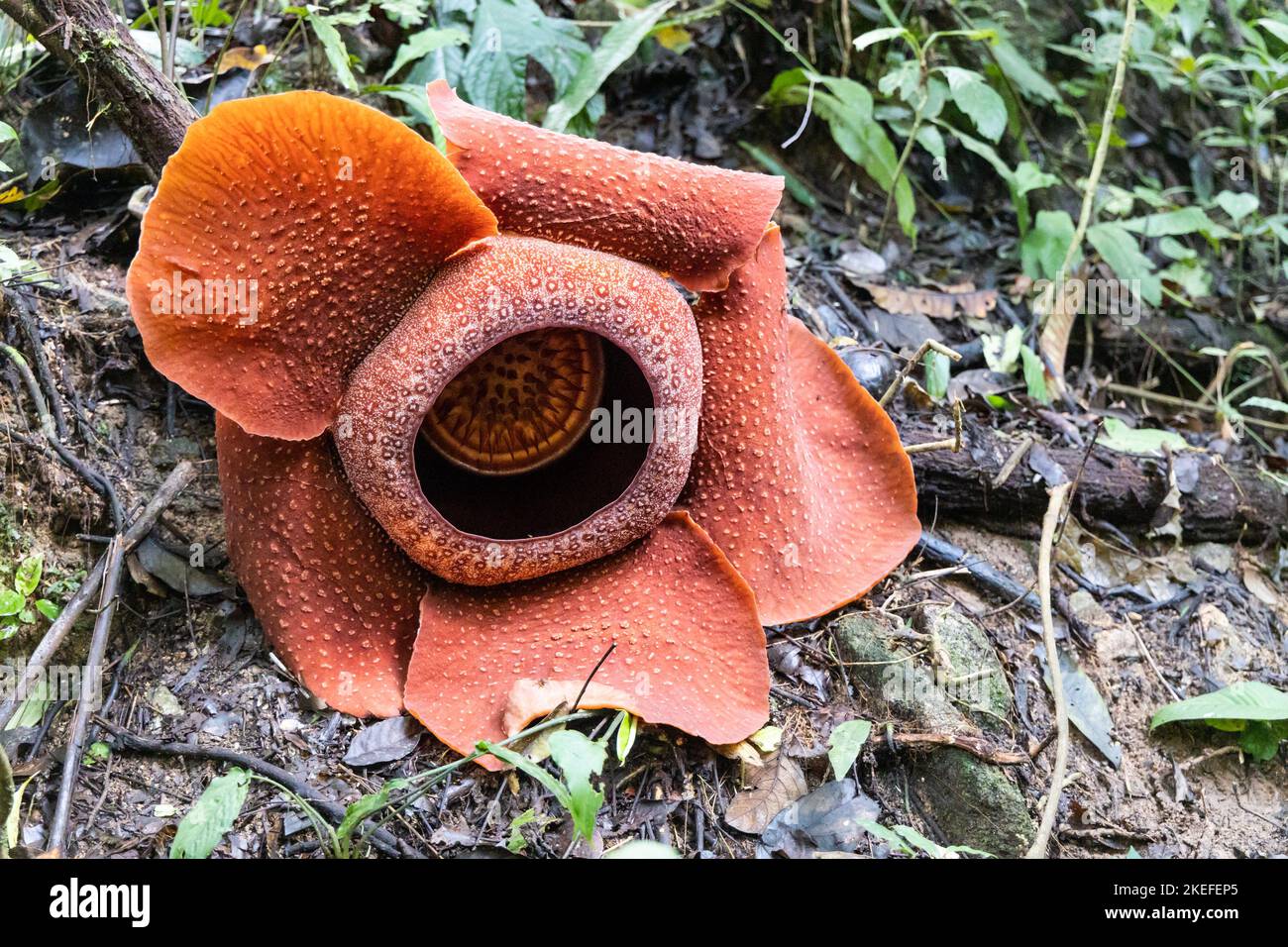 Rafflesia is a genus of parasitic flowering plants in the family Rafflesiaceae. It is the largest flowers in the world Stock Photo