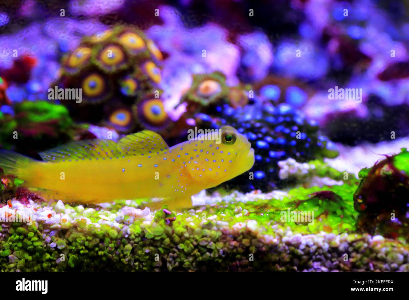 Yellow watchmen goby fish - (Cryptocentrus cinctus) Stock Photo