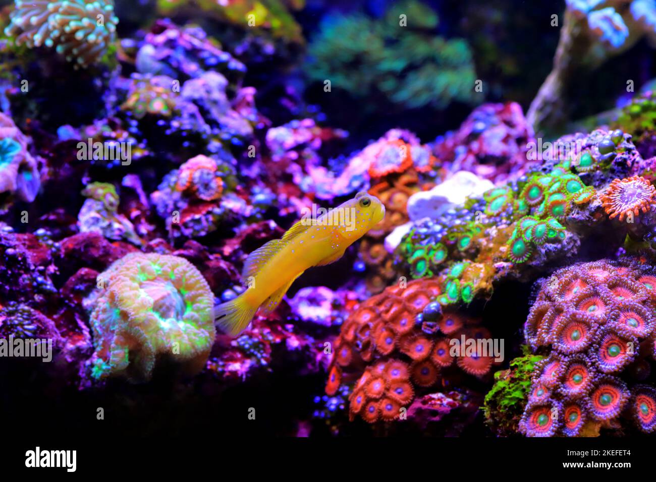 Yellow watchmen goby fish - (Cryptocentrus cinctus) Stock Photo