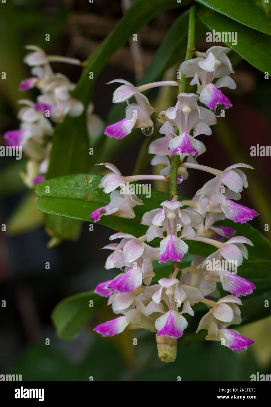 Closeup view of tropical epiphytic orchid species aerides falcata with colorful white and purple pink flowers blooming outdoors on natural background Stock Photo