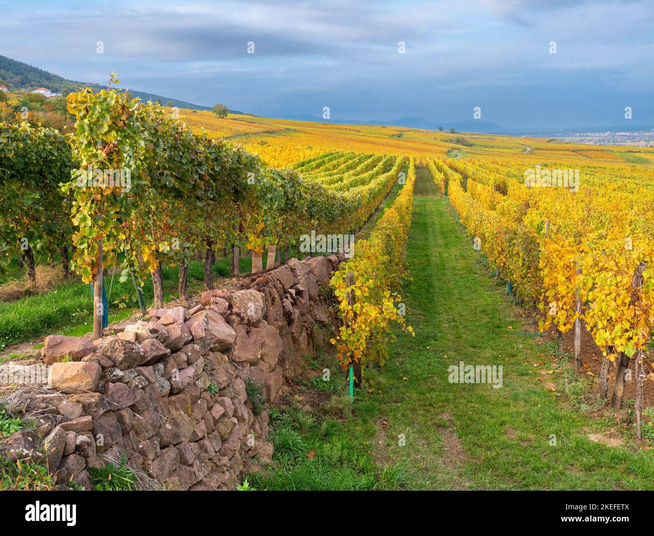 Vineyards in autumn colors at Obermorschwihr - wine route of Alsace, France. Stock Photo