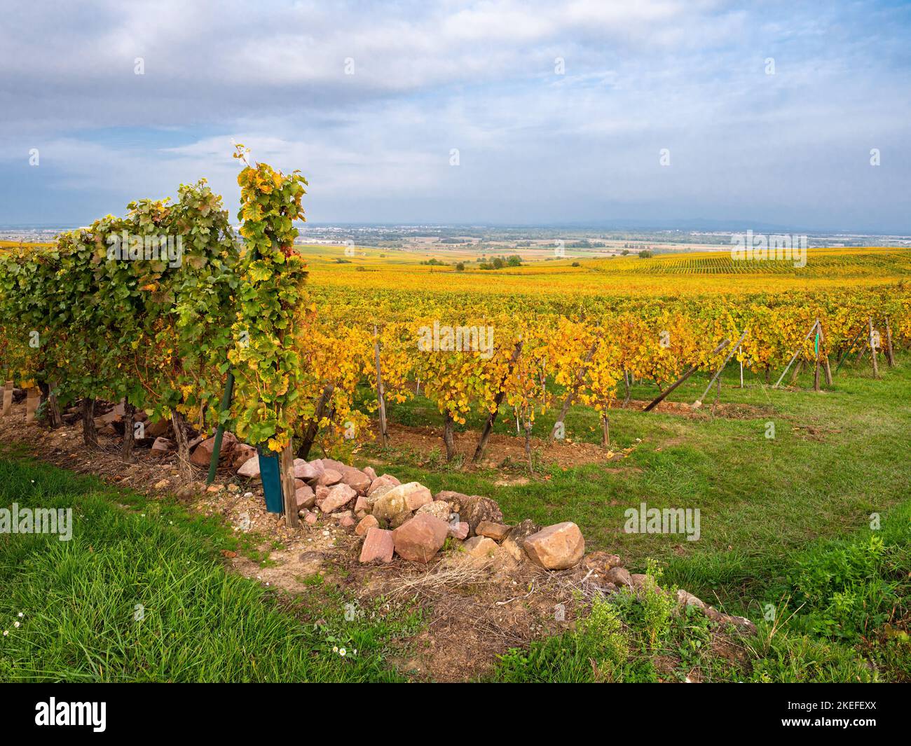 Vineyards in autumn colors at Obermorschwihr - wine route of Alsace, France. Stock Photo
