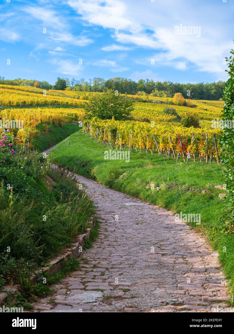 Vineyards along the famous wine route in Alsace, France Stock Photo