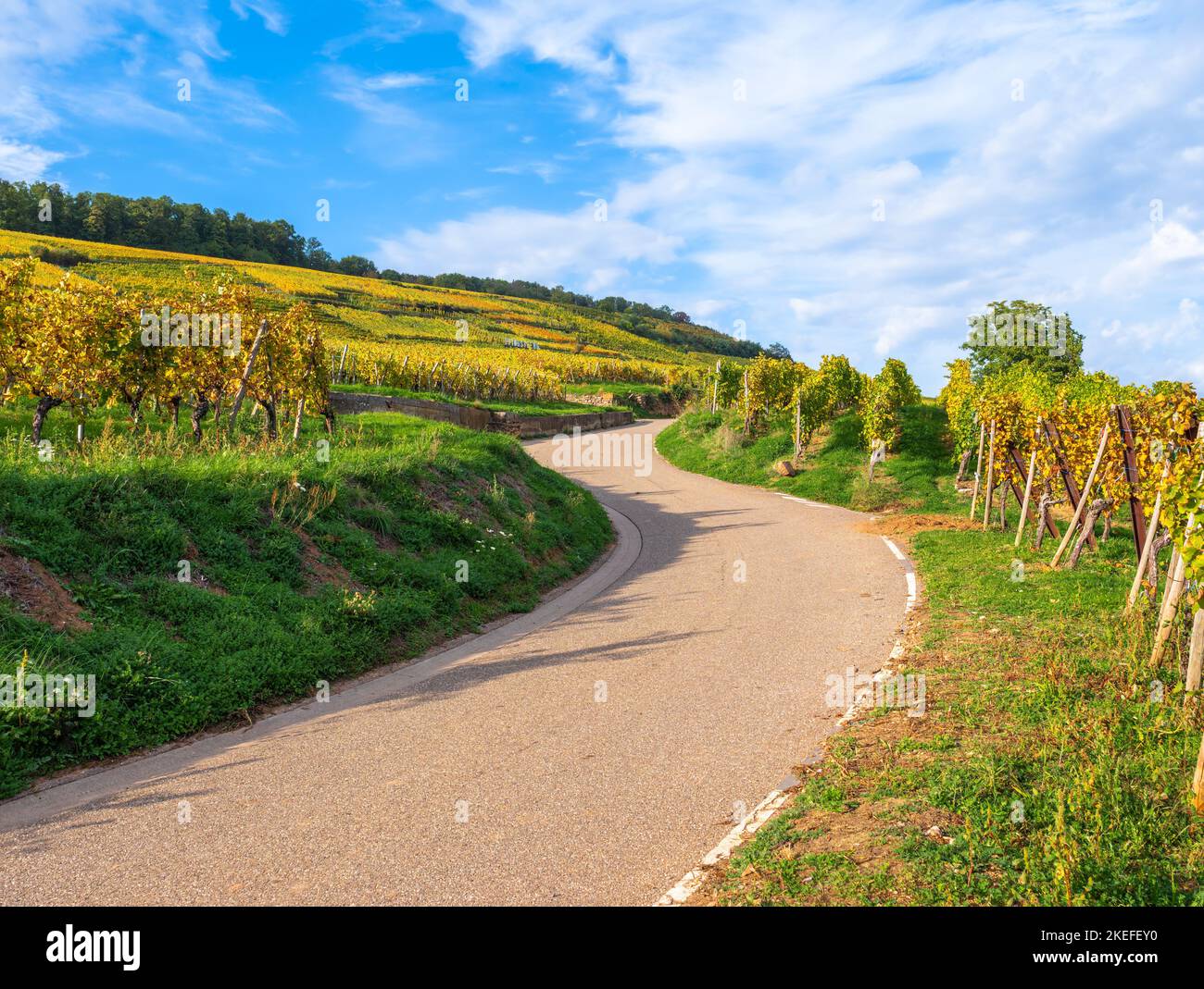Vineyards along the famous wine route in Alsace, France Stock Photo