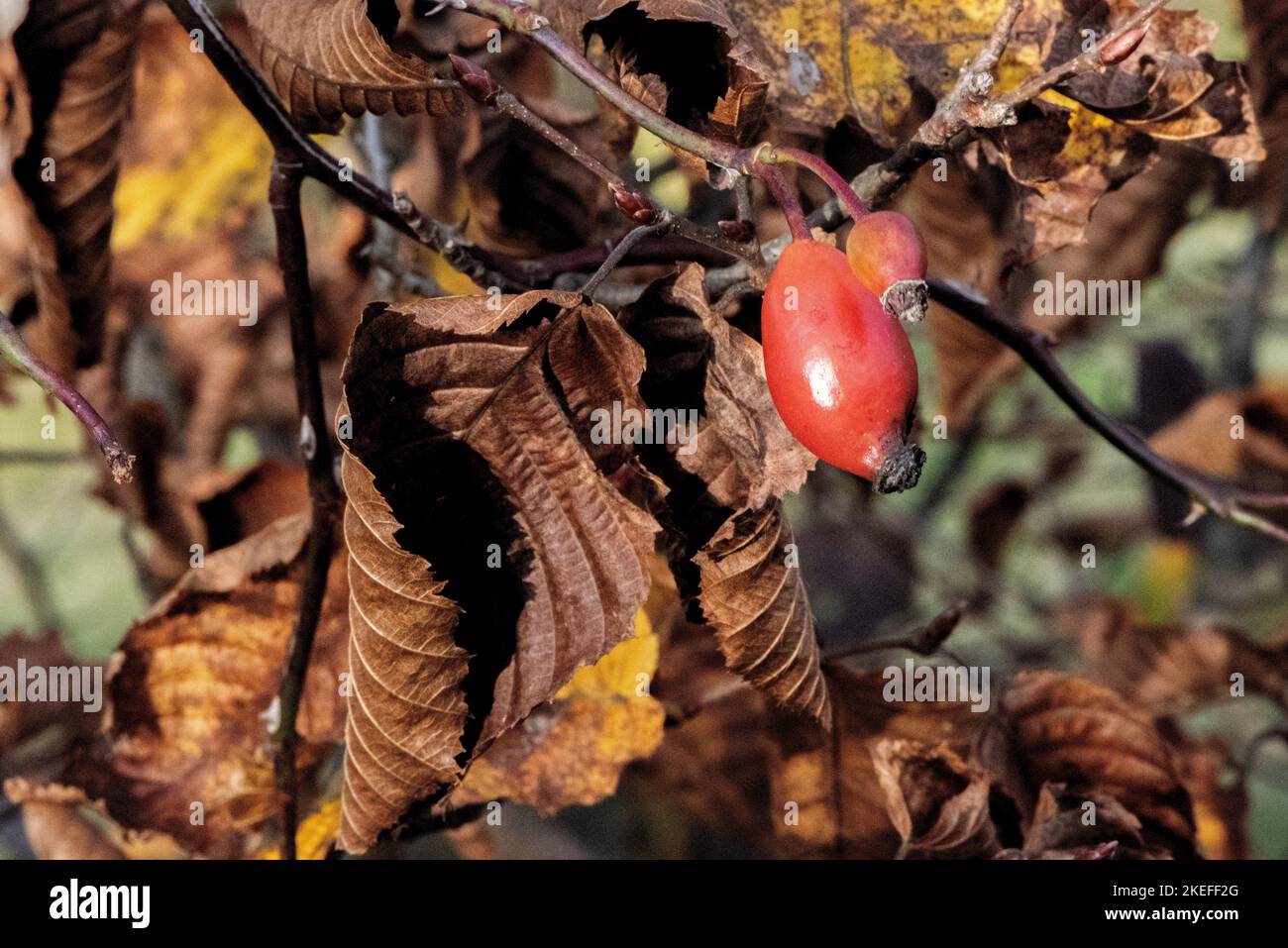 Rose bush fruit hi-res stock photography and images - Alamy