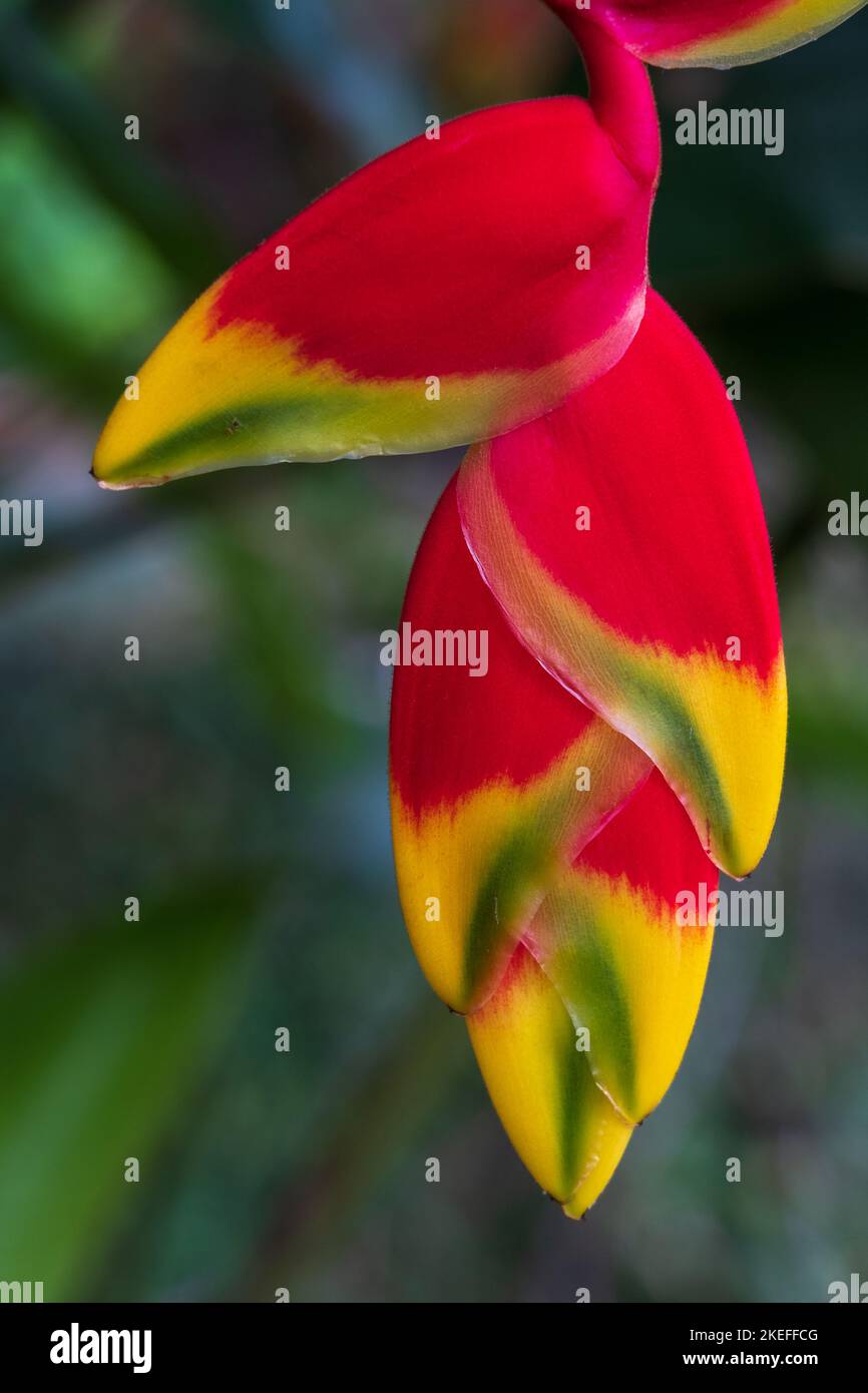 Closeup detail view of colorful hanging flower of tropical heliconia rostrata aka hanging lobster claw or false bird of paradise on natural background Stock Photo