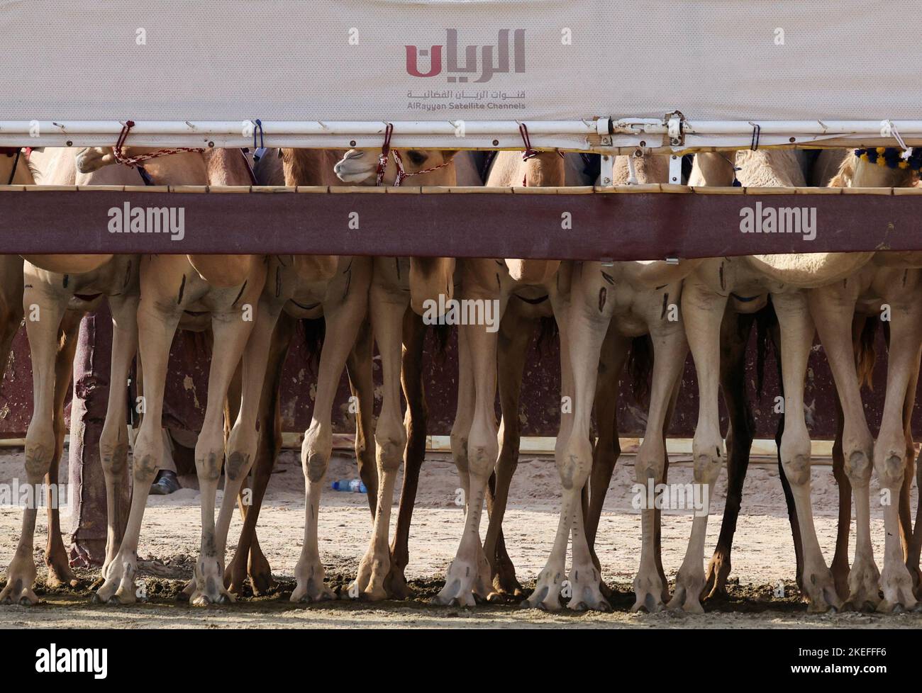 Camels ridden by robot jockeys get ready on start line before compete the traditional camel dromadery race at Al Shahaniya Camel Race Track in the desert ahead of 2022 FIFA World Cup soccer tournament, in Al-Shahaniya City, the western side of Doha, Qatar, November 12, 2022. REUTERS/Amr Abdallah Dalsh         TPX IMAGES OF THE DAY Stock Photo