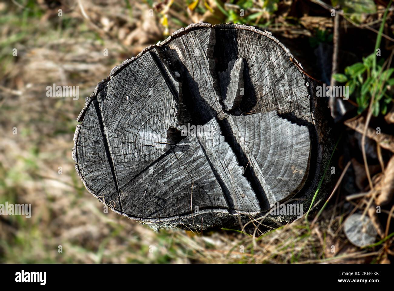 illegal felling of trees Stock Photo