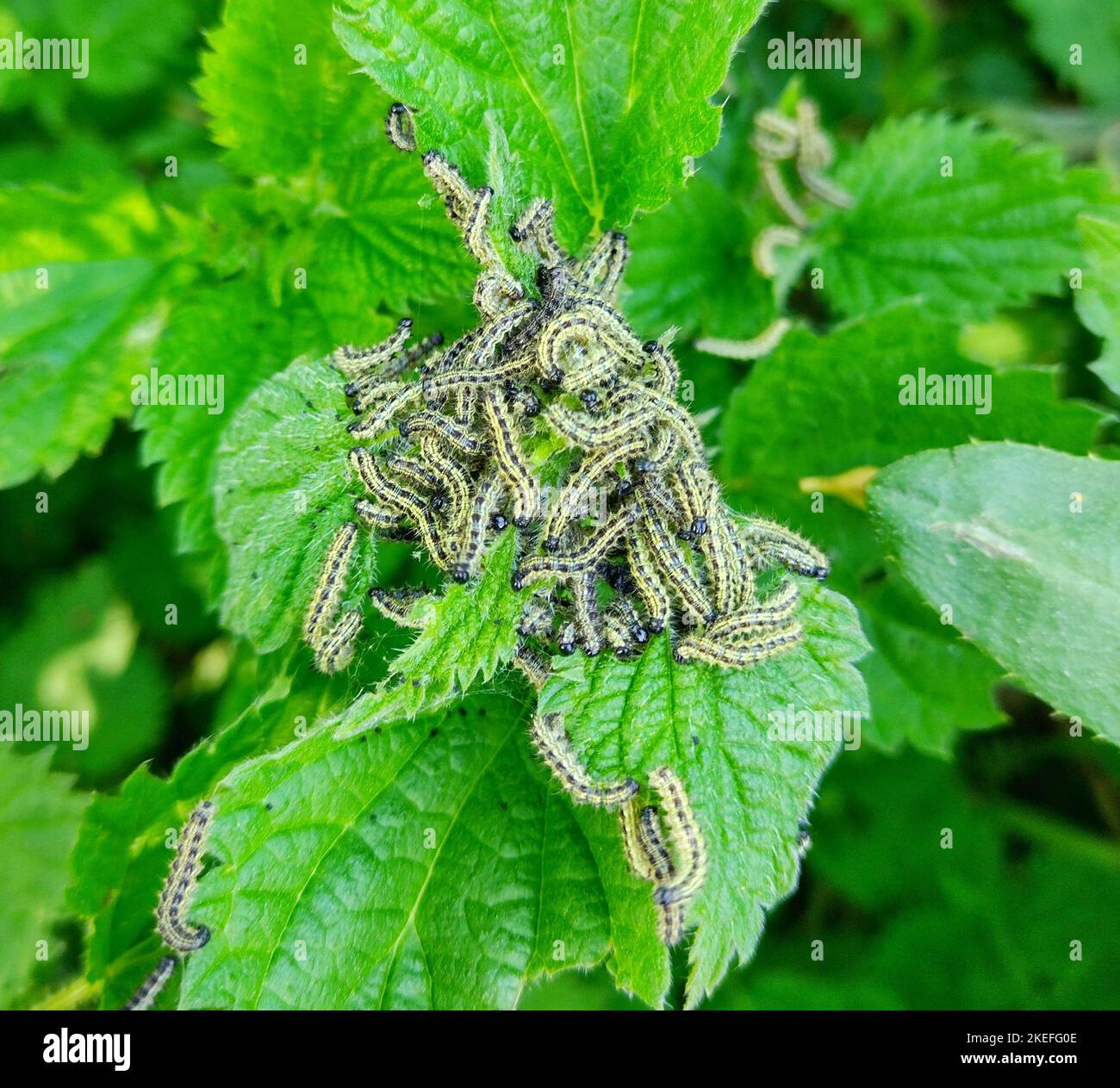 Nettle moth larvae on nettle leaves Stock Photo Alamy