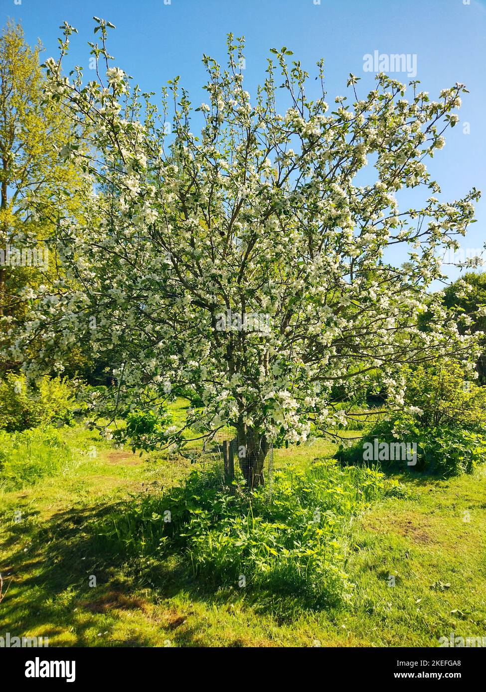 The apple tree blooms in spring Stock Photo - Alamy