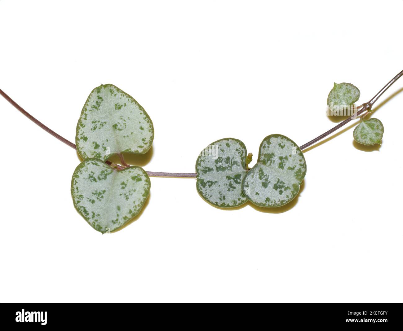 The heartshaped leaf of a ceropegia wood plant on white background Stock Photo
