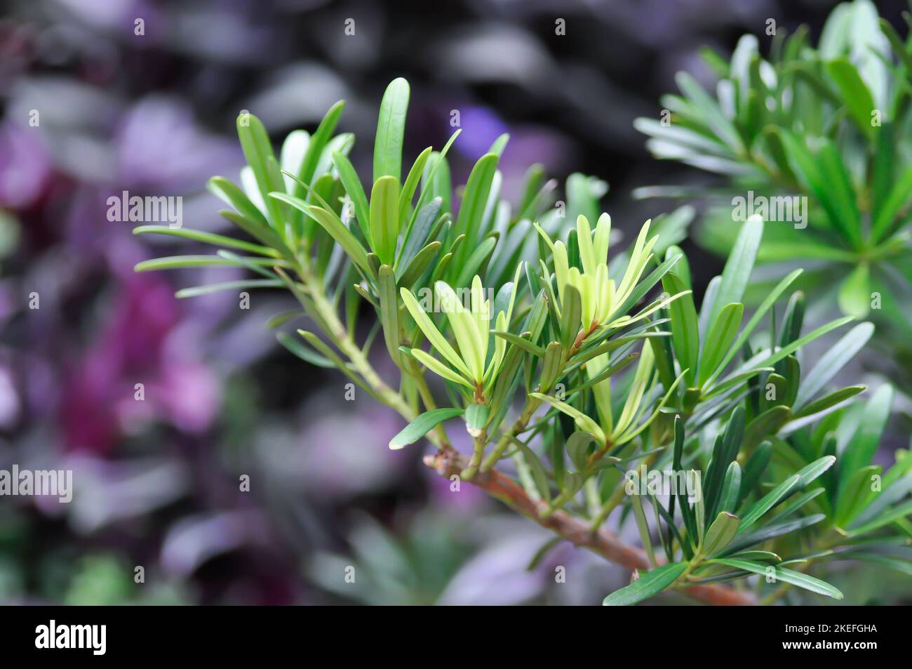 Podocarpus polystachyus, Sea Teak or Jati Laut or PODOCARPACEAE or pine tree Stock Photo