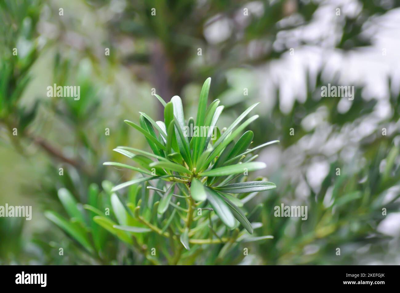 Podocarpus polystachyus, Sea Teak or Jati Laut or PODOCARPACEAE or pine tree Stock Photo