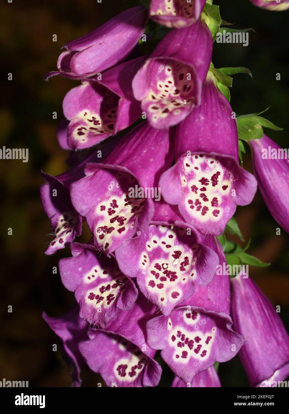 Close-up on pink foxglove flower of the poisonous plant Digitalis purpurea Stock Photo
