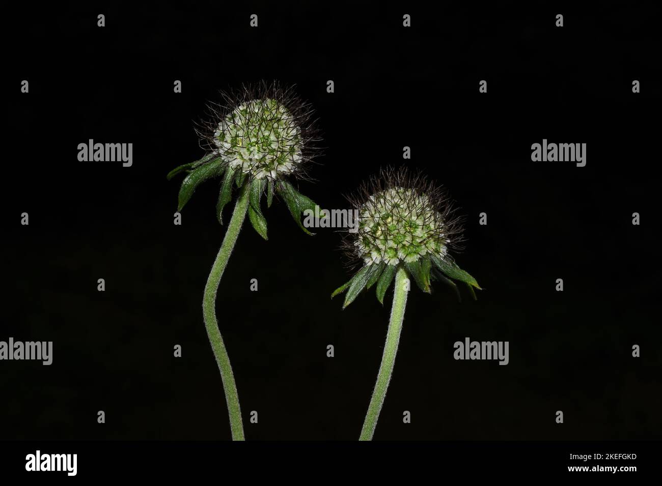 The seed of Knautia macedonia macedonian scabious plant on black