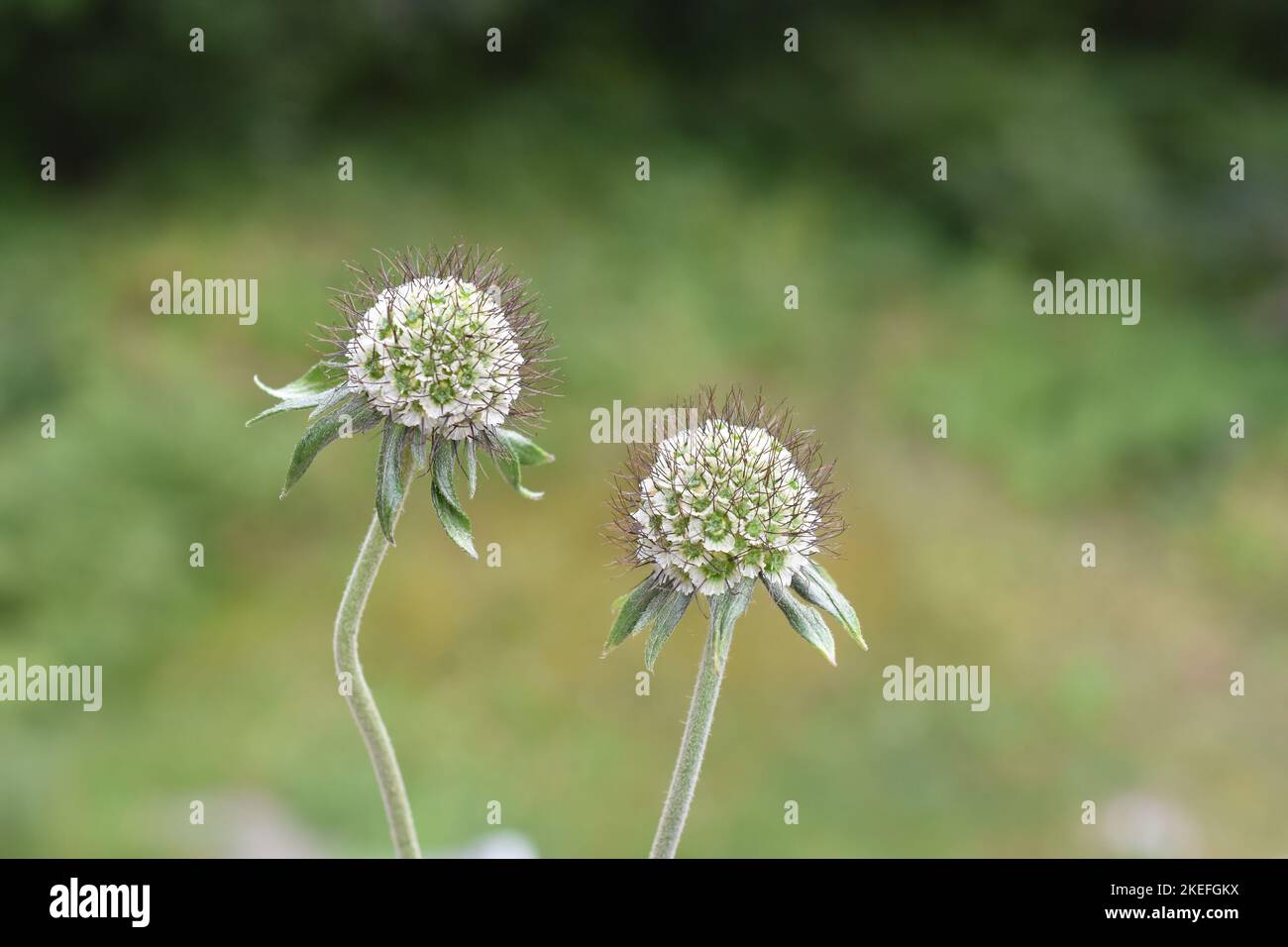 The seed of Knautia macedonia macedonian scabious plant on green background Stock Photo