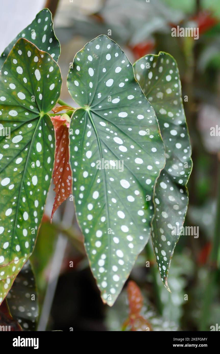 Begonia or Begonia maculata ,Begonia Maculata Wightii plant Stock Photo