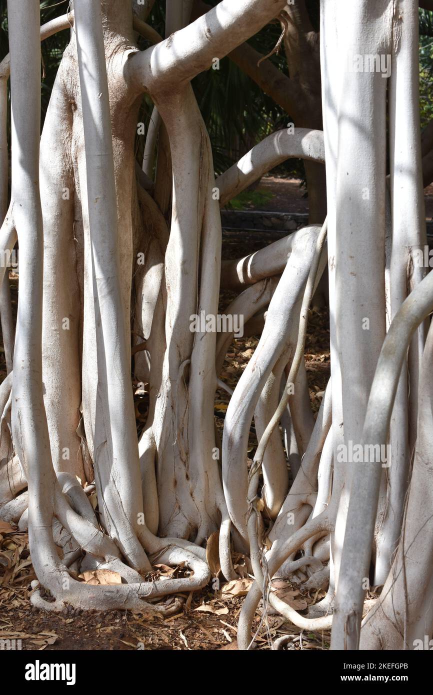 The big trunk aerial roots of a strangler fig Ficus macrophylla Stock Photo