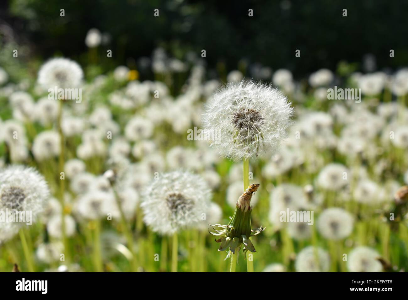 Big field of dandelion taraxacum vulgare seed Stock Photo