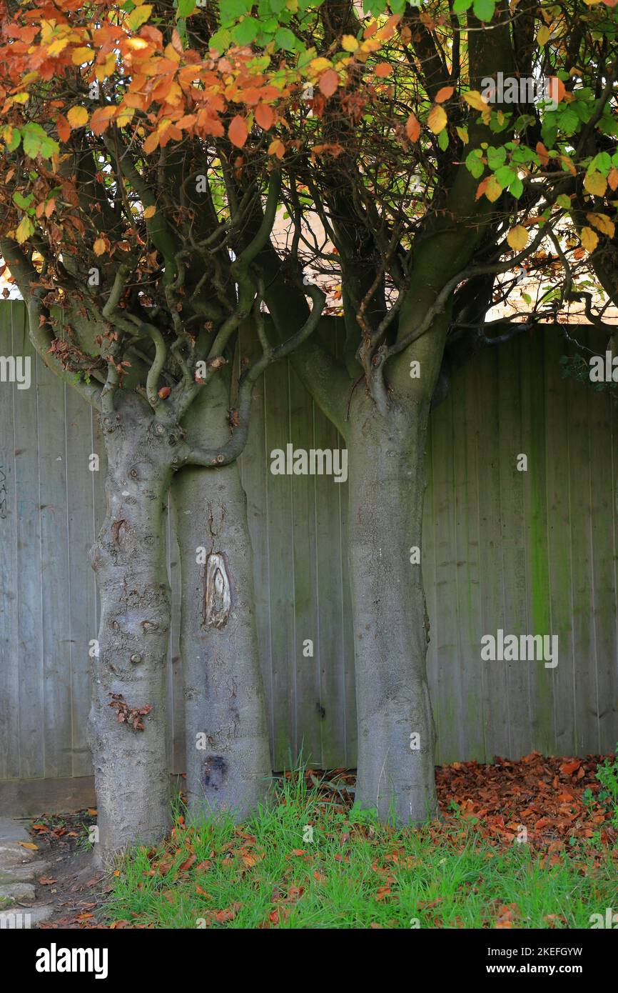 Tree huggers two trees growing intertwined to give the appearance