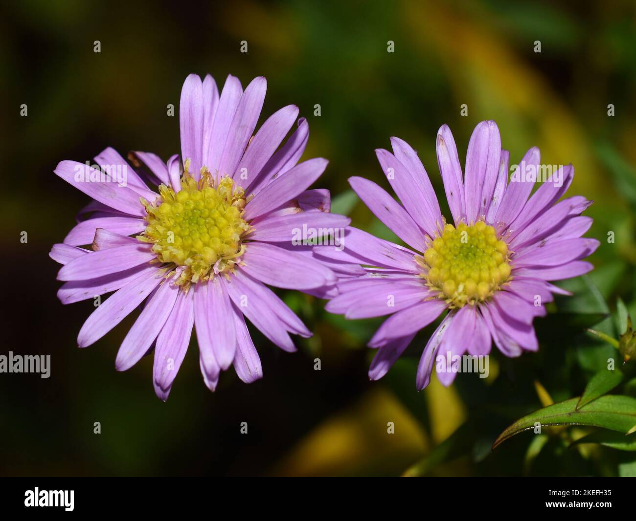 Autumn flowering aster Symphyotrichum novi-belgii purple flower Stock Photo