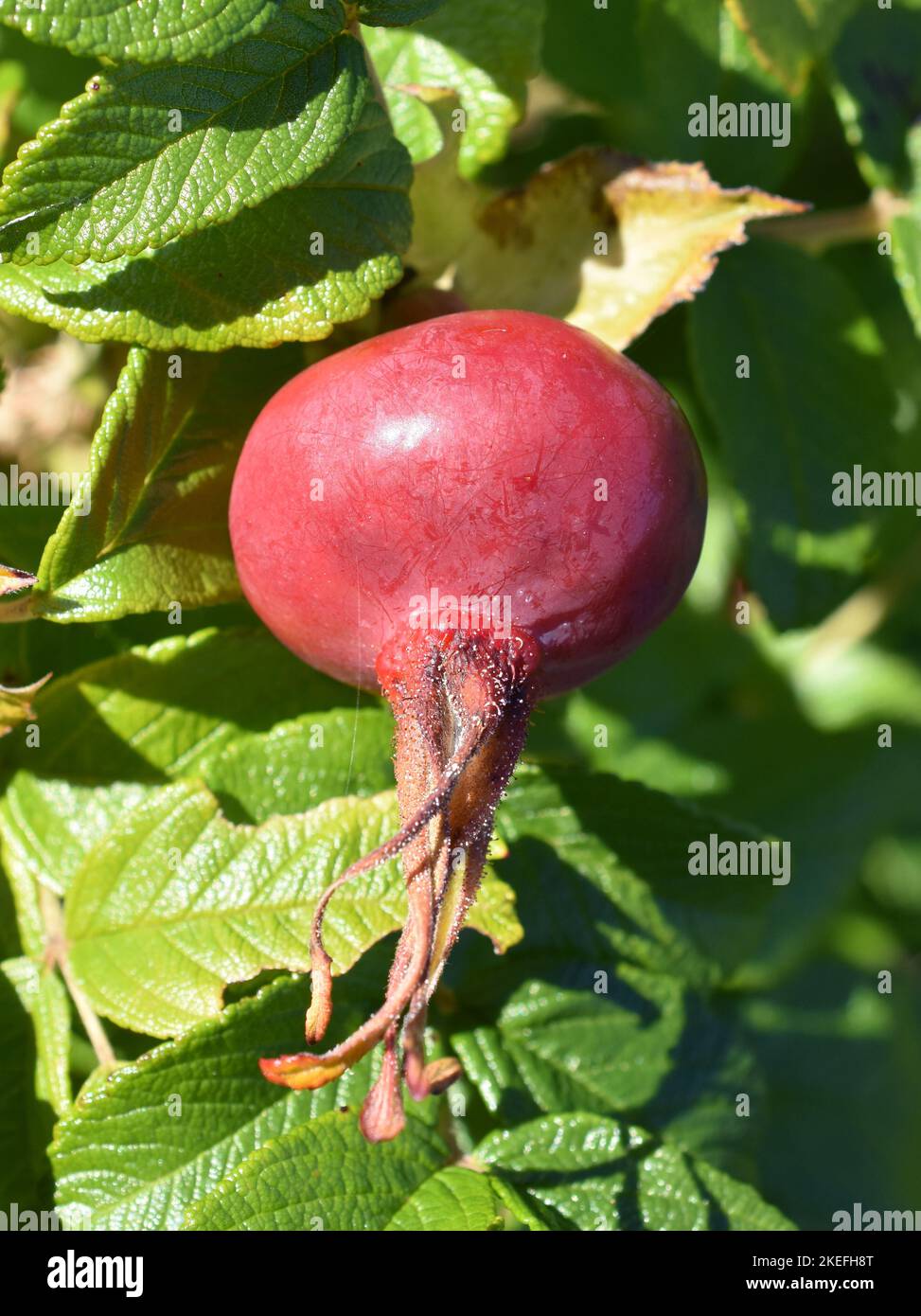 Ripe red rose hip on a Rosa rugosa plant Stock Photo