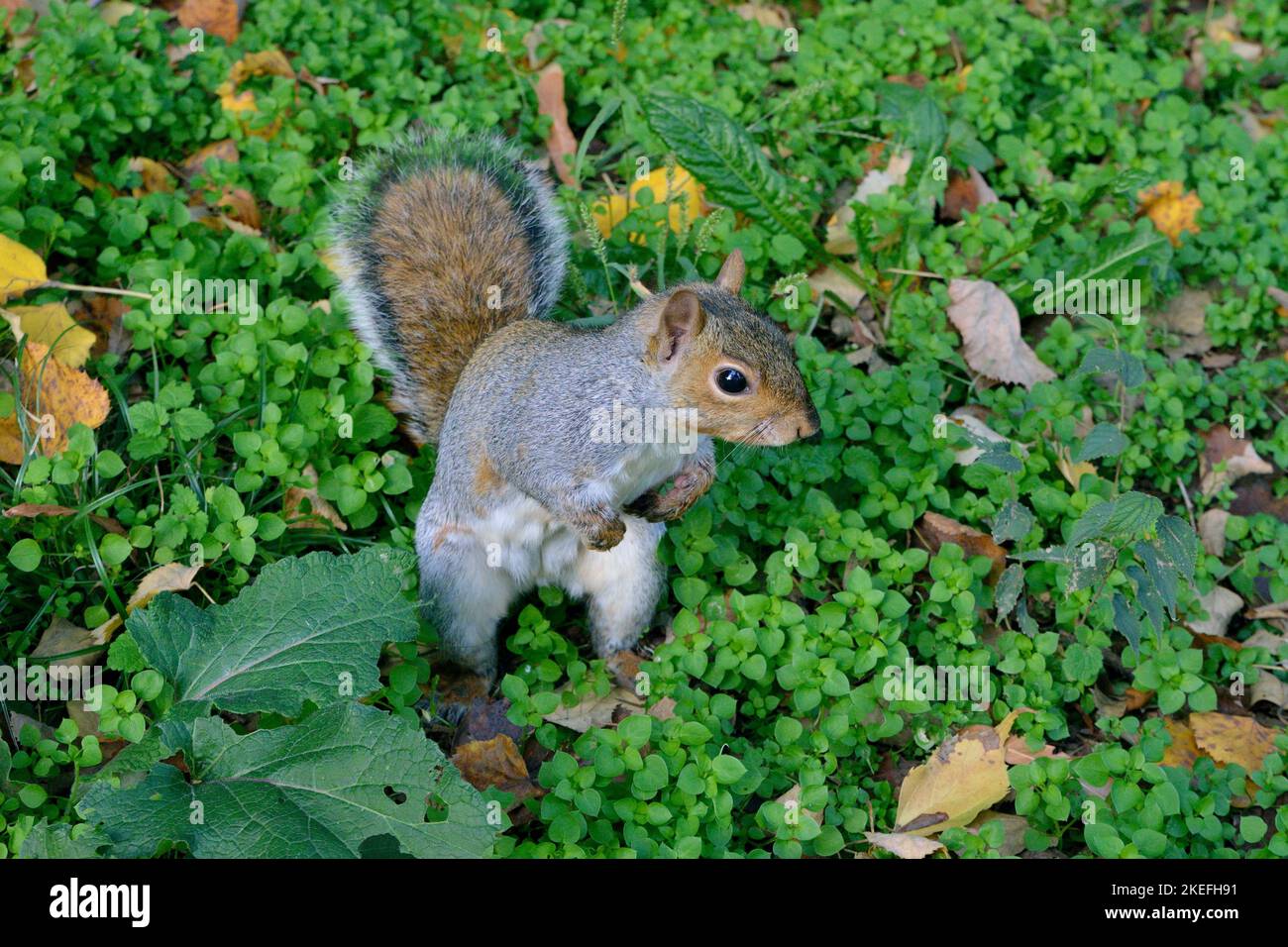 Gray squirrel standing in the  - Monza park Italy Stock Photo