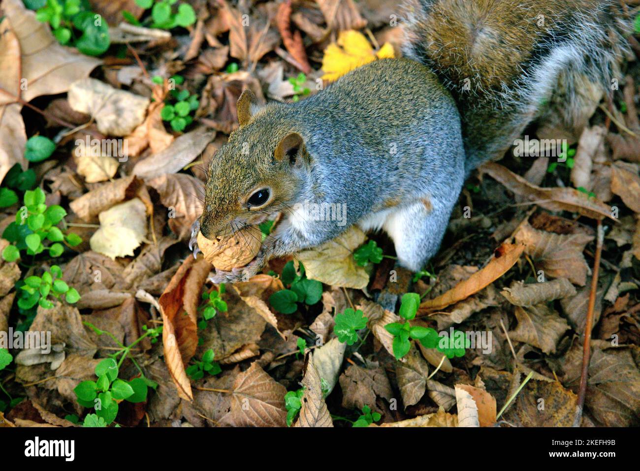 Gray squirrel with walnut in its paws - Monza park Italy Stock Photo