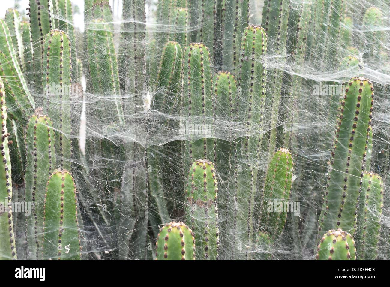 Canary spurge Euphorbia canariensis covered in cobweb Stock Photo