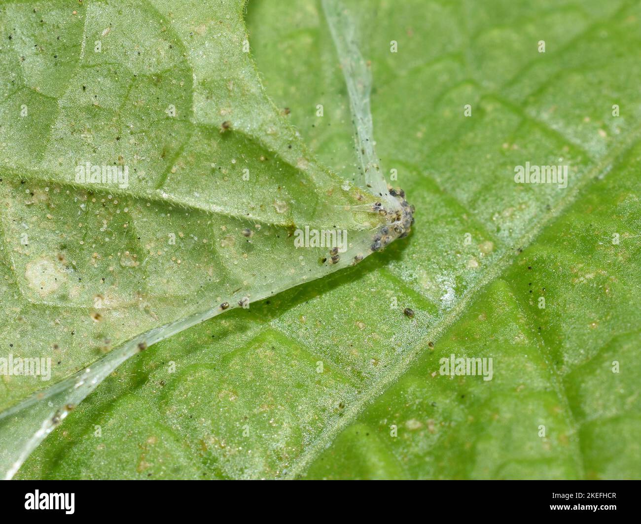 Leaf heavily infected by two-spotted spider mite Tetranychus urticae greenhouse pest mite Stock Photo