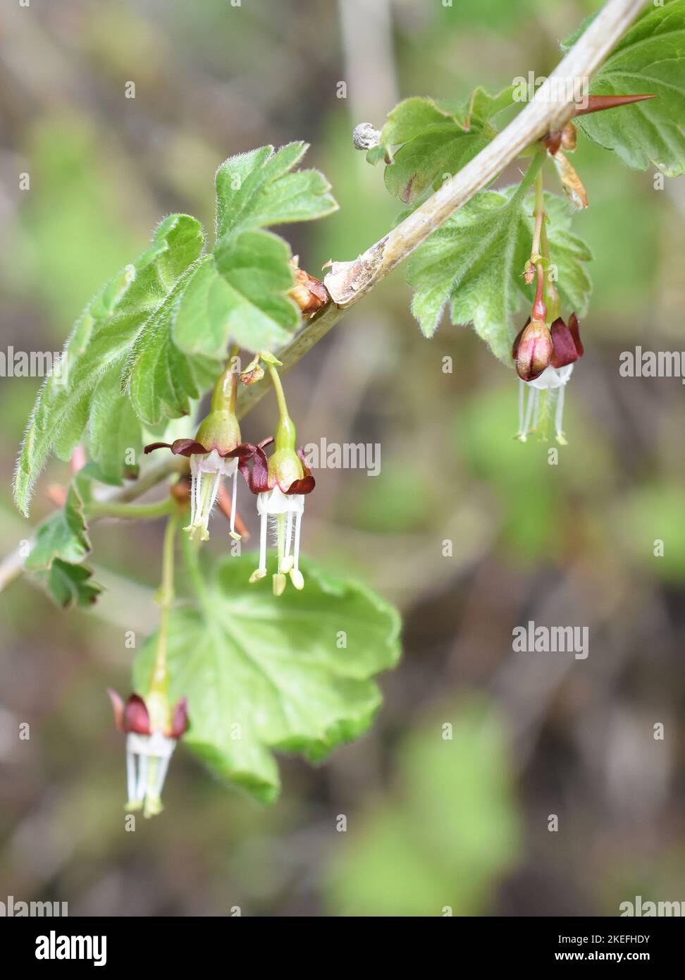 Gooseberry bush Ribes uva-crispa flowering in spring Stock Photo