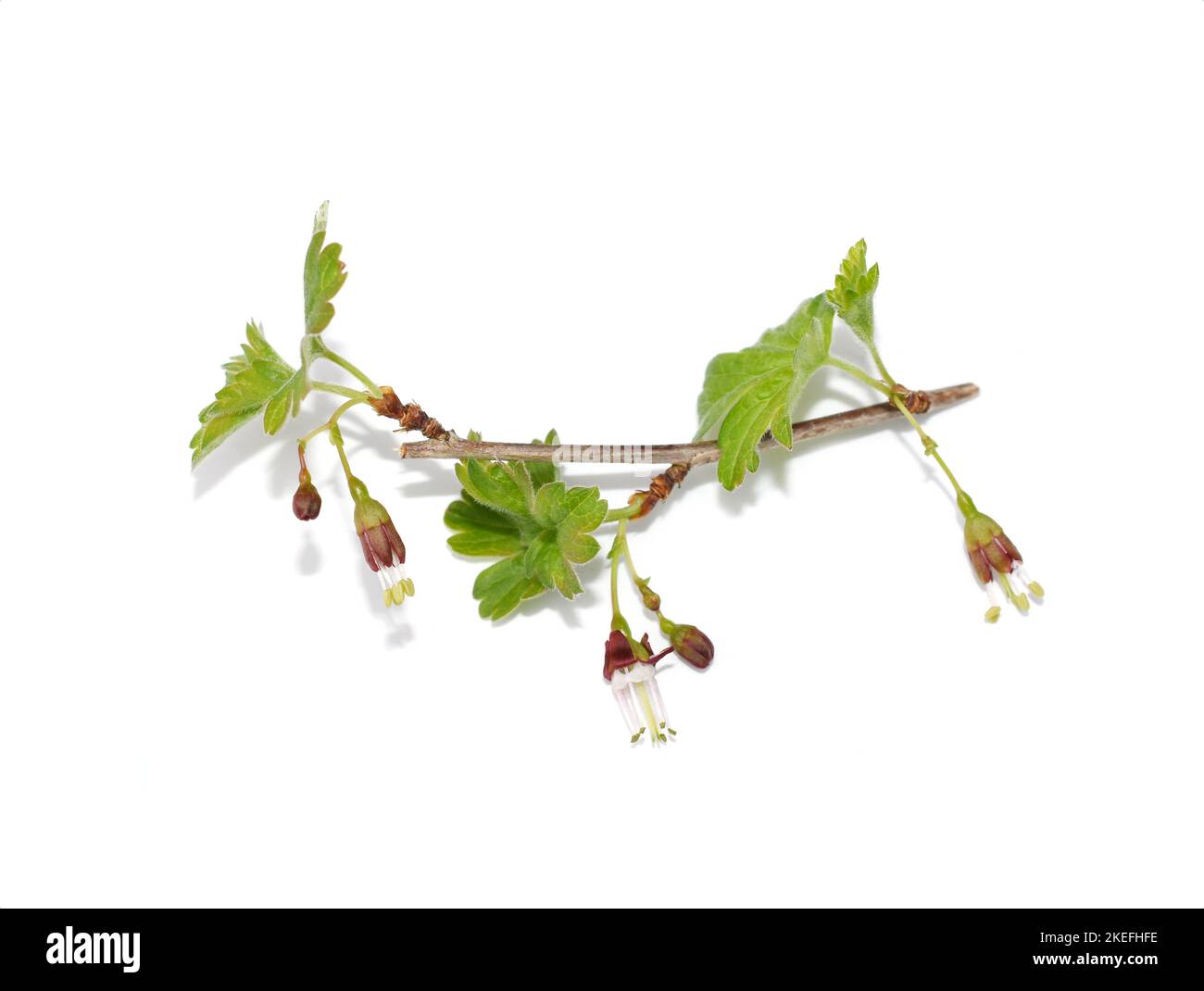 Gooseberry bush Ribes uva-crispa floweris on white background Stock Photo