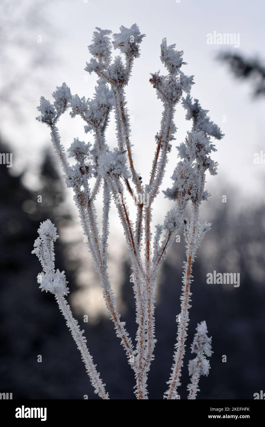 faded plant covered in ice crystals Stock Photo