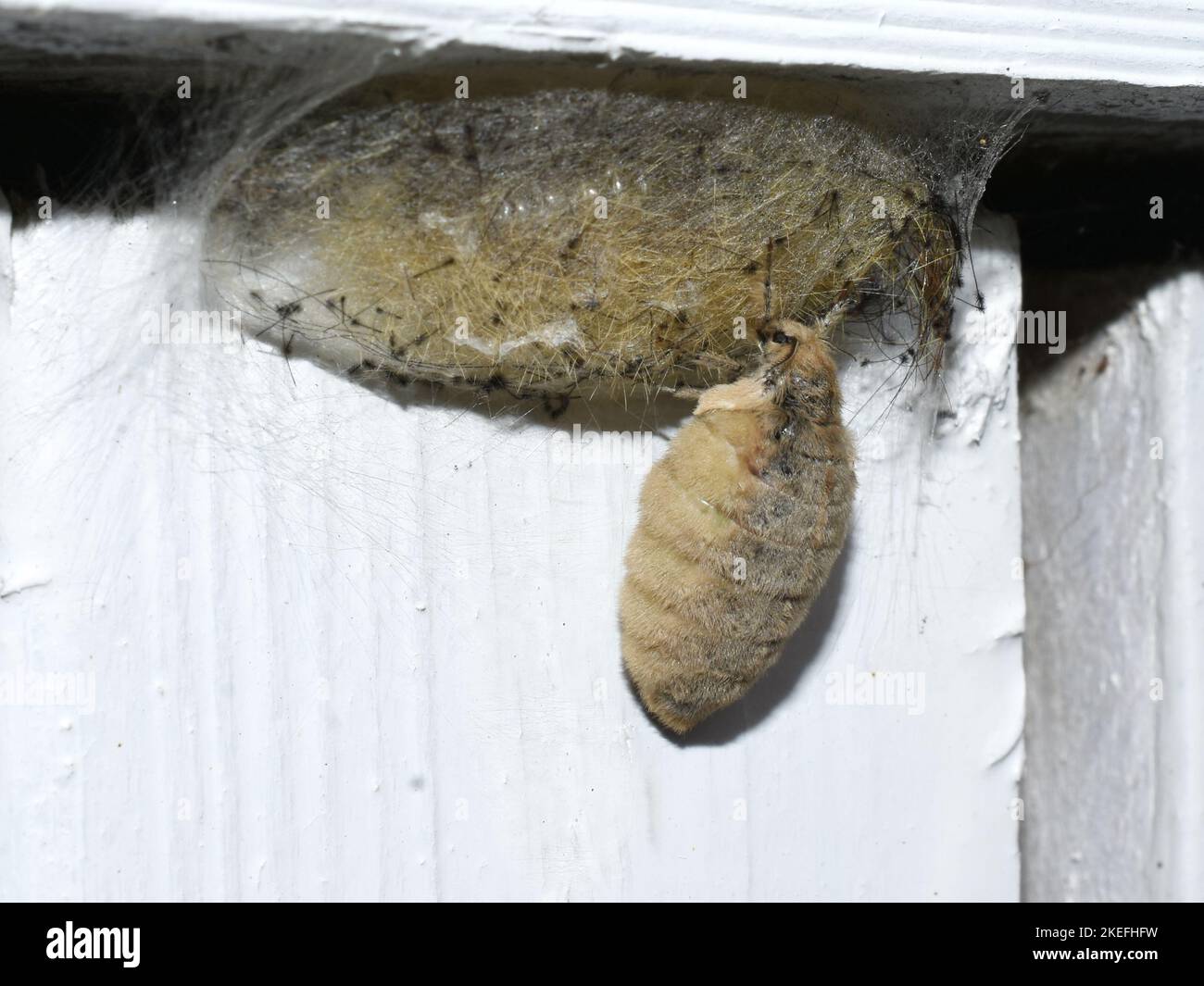 Wingless female of the tussock moth Orgyia antiqua sexual dimorphism Stock Photo