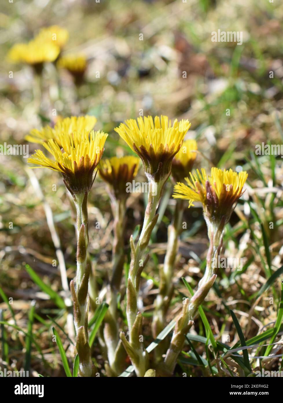 Coltsfoot Tussilago farfara  flowering in early spring Stock Photo