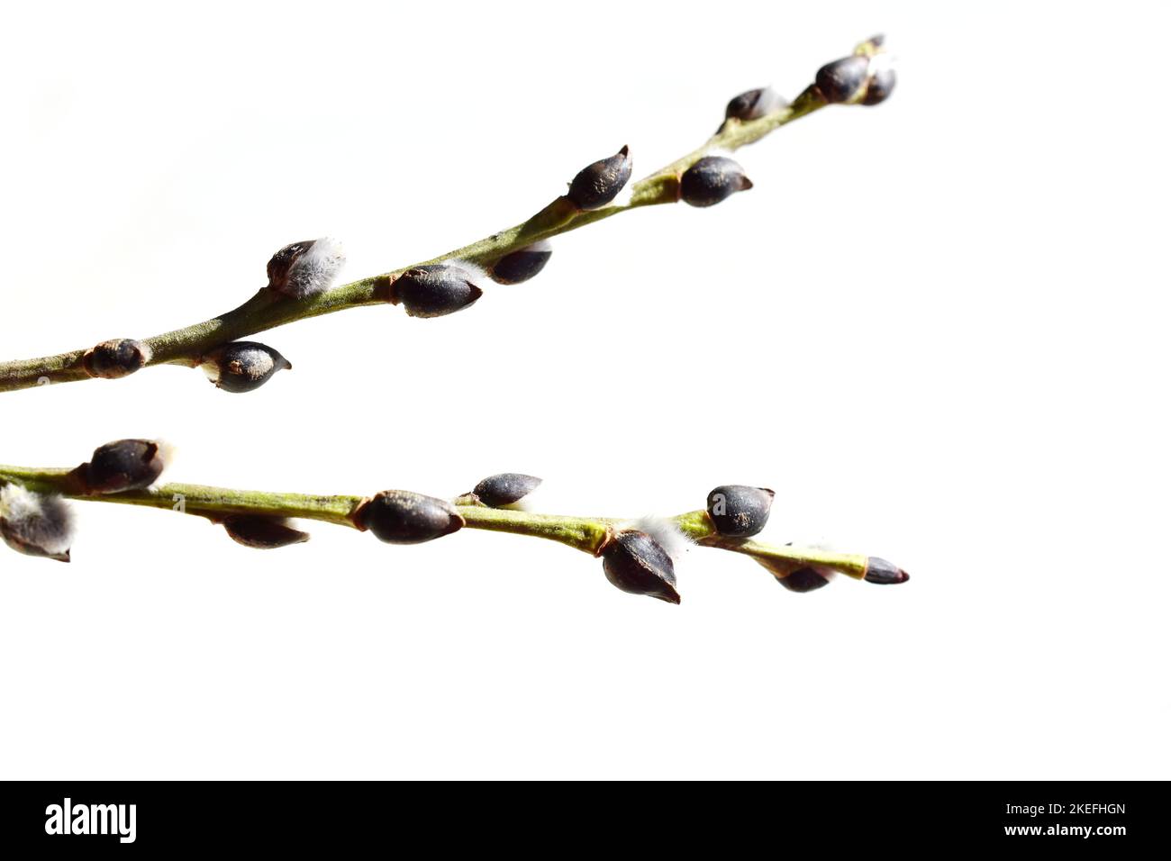 Gray fluffy pussy willow buds early spring on white background Stock Photo