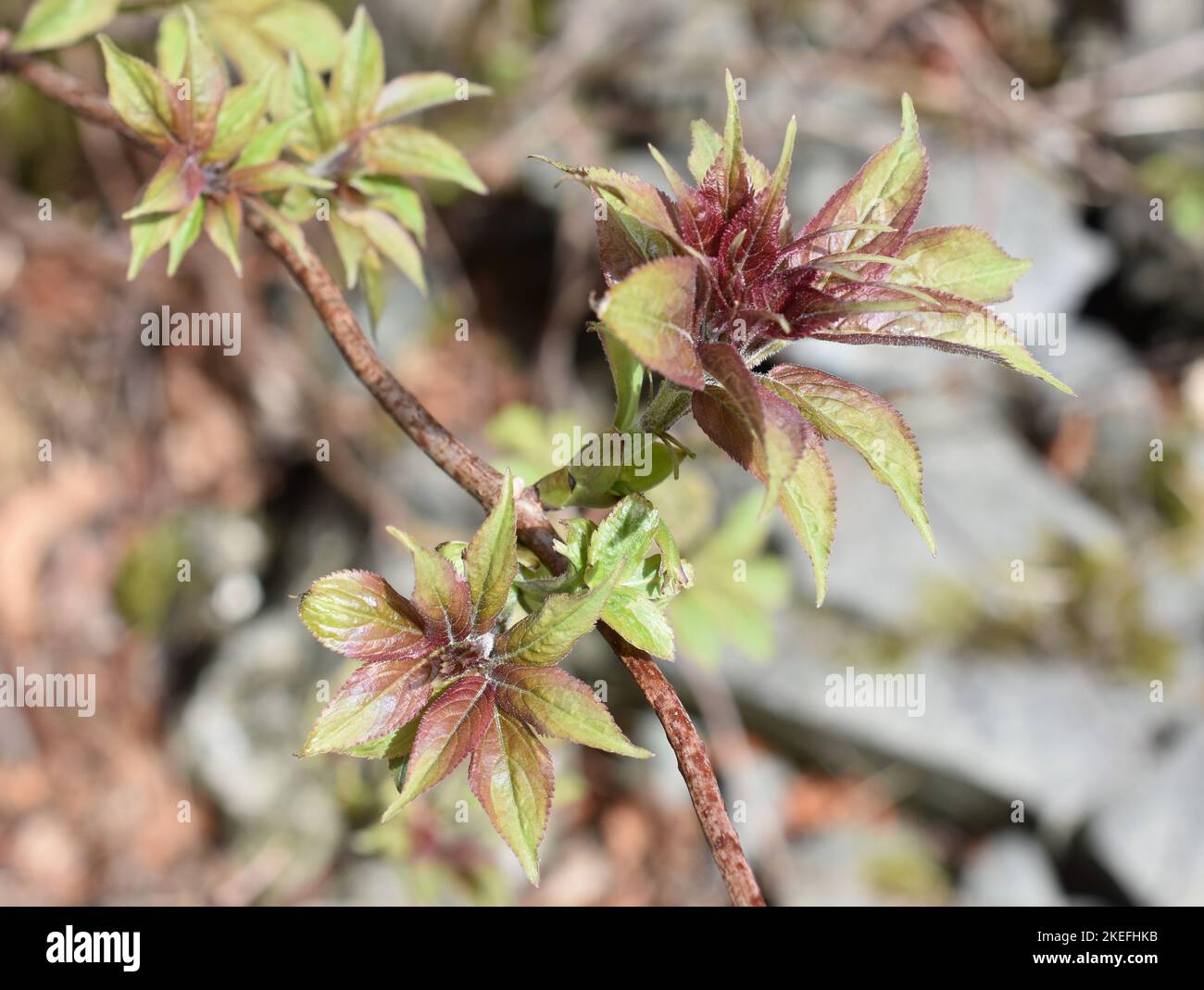Branch from red-berried elder tree with new leaves in spring Stock Photo