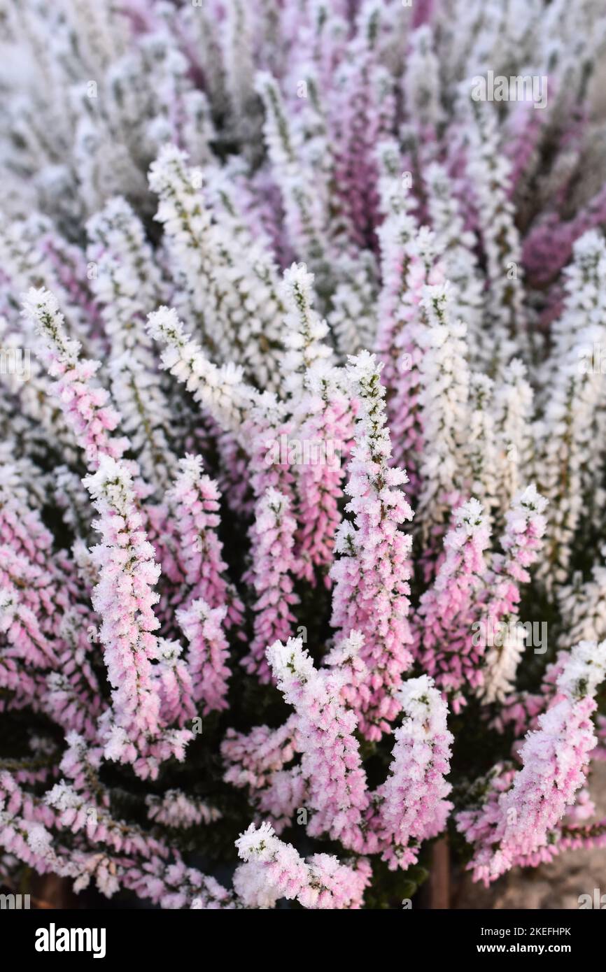 Hoar frost on common heather in late autumn Stock Photo
