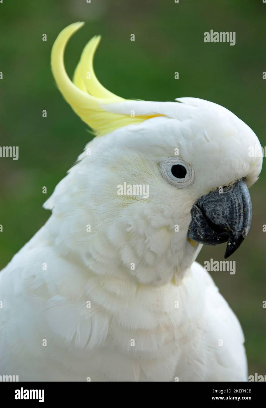 Sulphur-crested cockatoos with close up of head. Australian birds with white plumage and yellow crest. Sulphur-crested cockatoo (cacatua galerita). Stock Photo