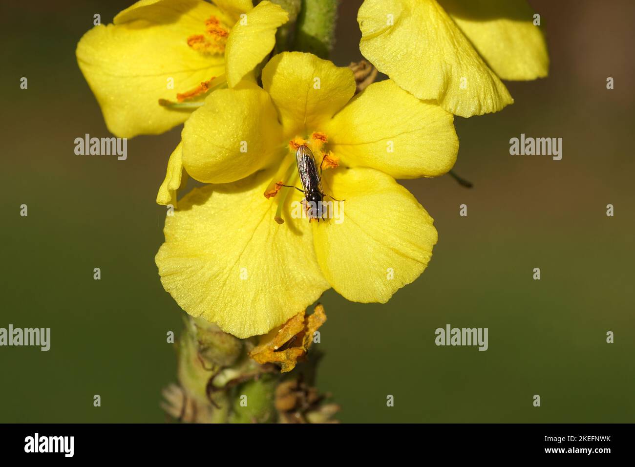 Closeup hoverfly Platycheirus albimanus, Platycheirus cyaneus, family Syrphidae feeding on a yellow flower of Verbascum. Maybe Verbascum densiflorum, Stock Photo