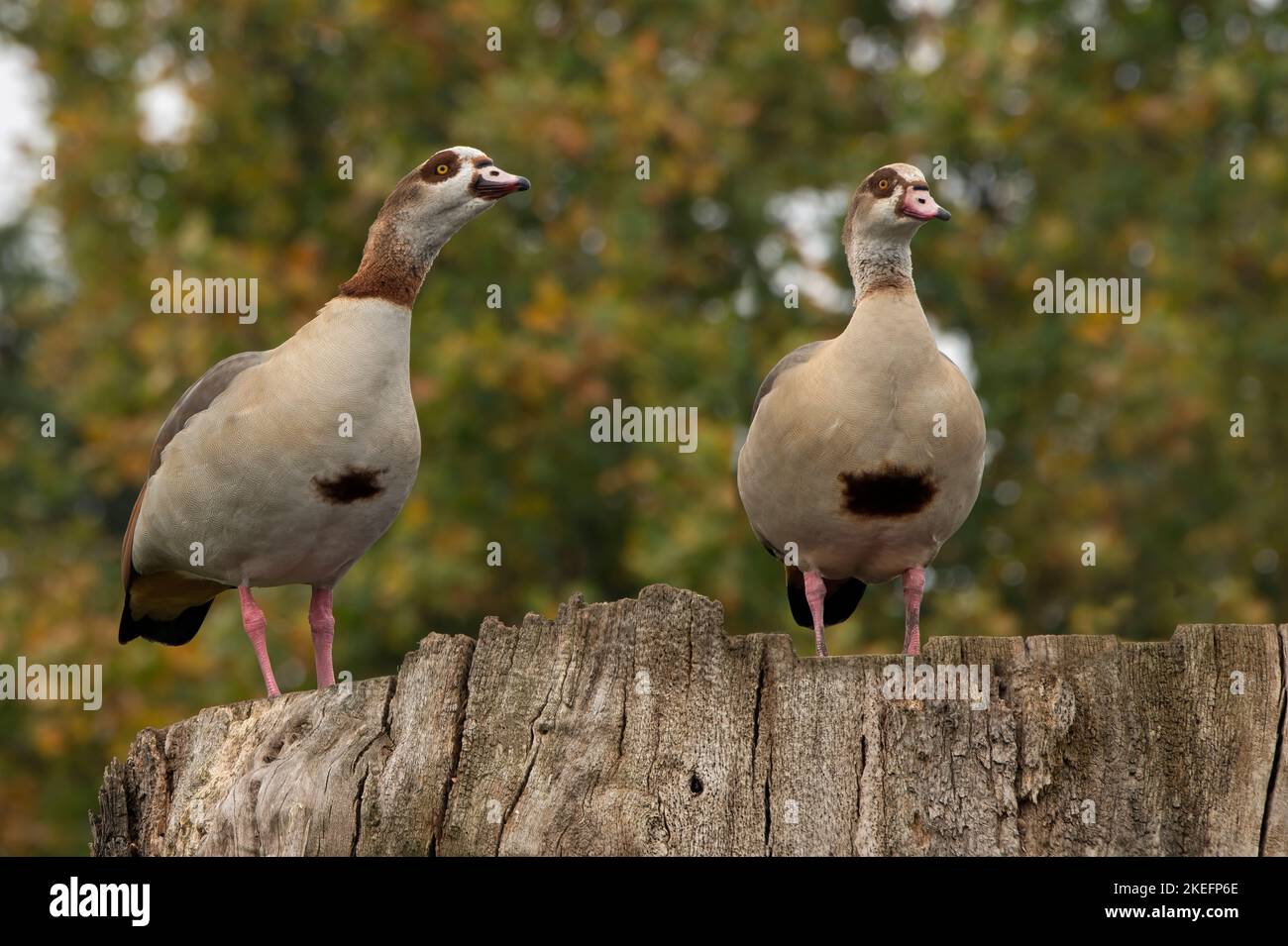 Male and Female Egyptian geese sitting contented as a couple on top of and old tree stump Stock