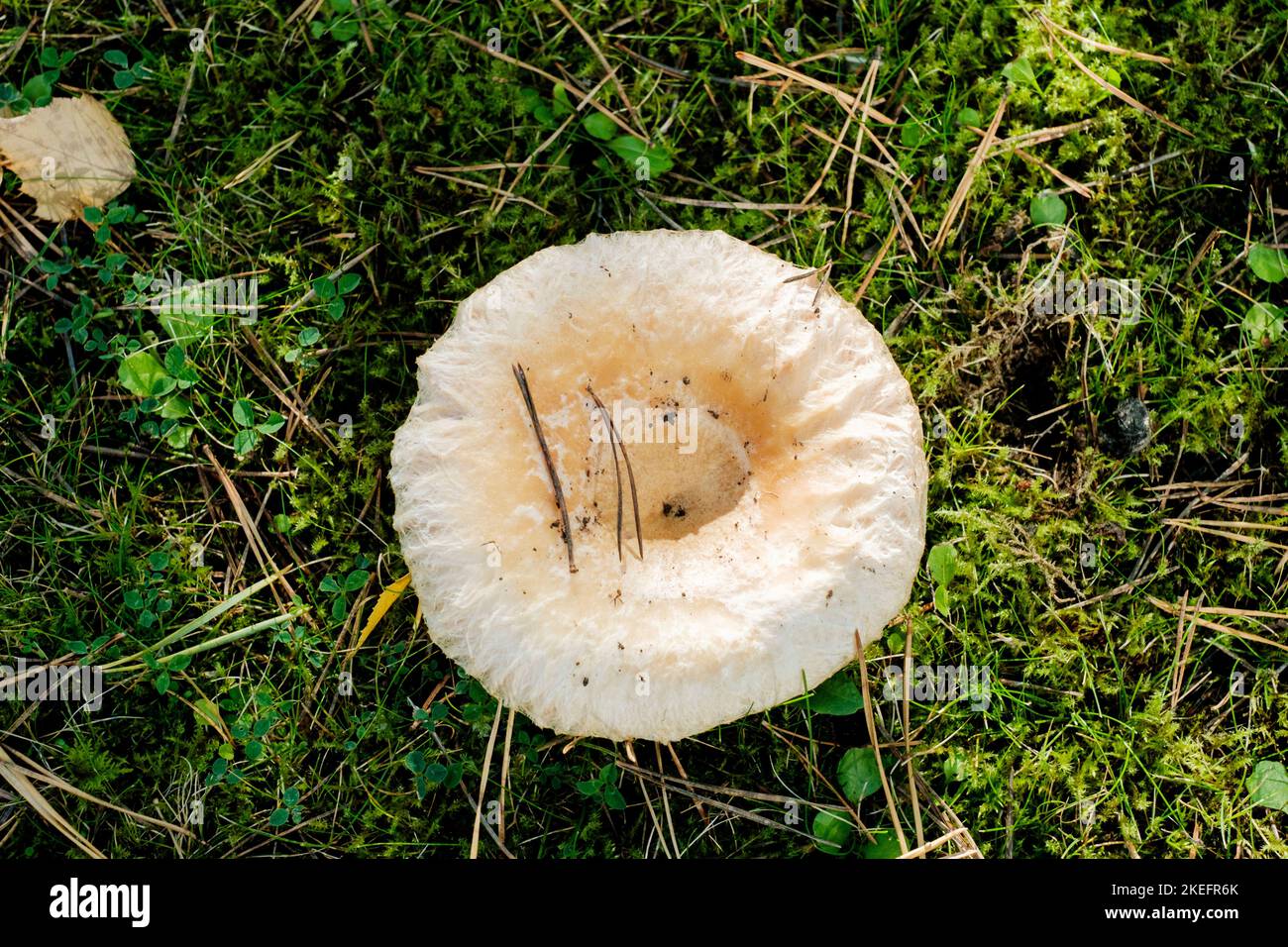 Saffron milk cap aka red pine mushroom (Lactarius deliciosus) growing the wild in north east England Stock Photo