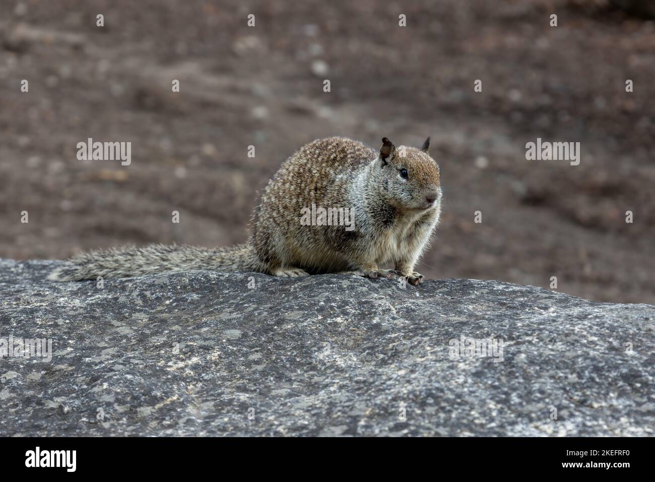 California ground squirrel or in Latin Spermophilus beecheyi is a rodent in the family Sciuridae, photographed in Yosemite National park Stock Photo