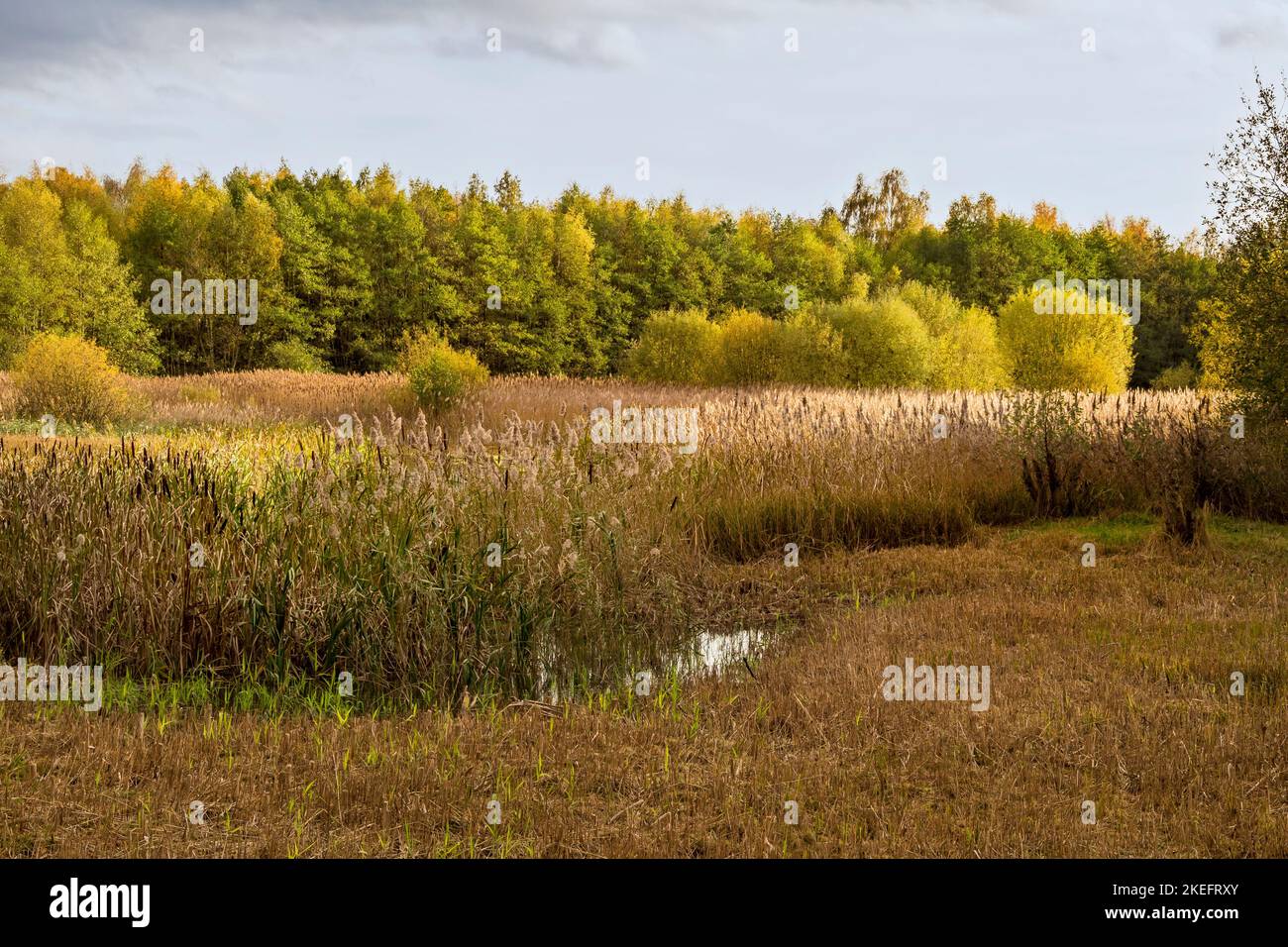 Autumn light at Potteric Carr Nature Reserve, South Yorkshire, England Stock Photo