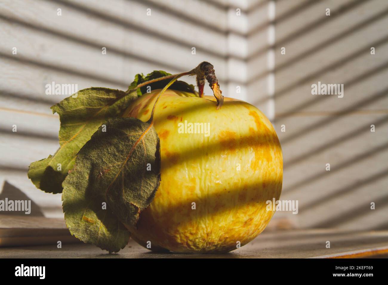 Rotten apple in sun. Rotting fruit. Diseases of apple fruit. Pest control.. Stock Photo