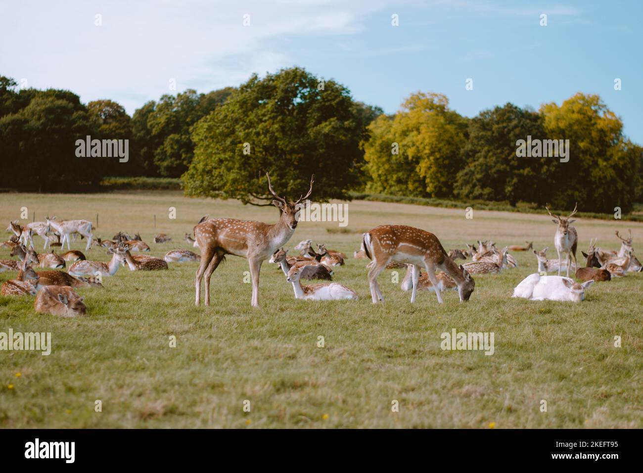 A herd of deer in Richmond Park, London. Stock Photo