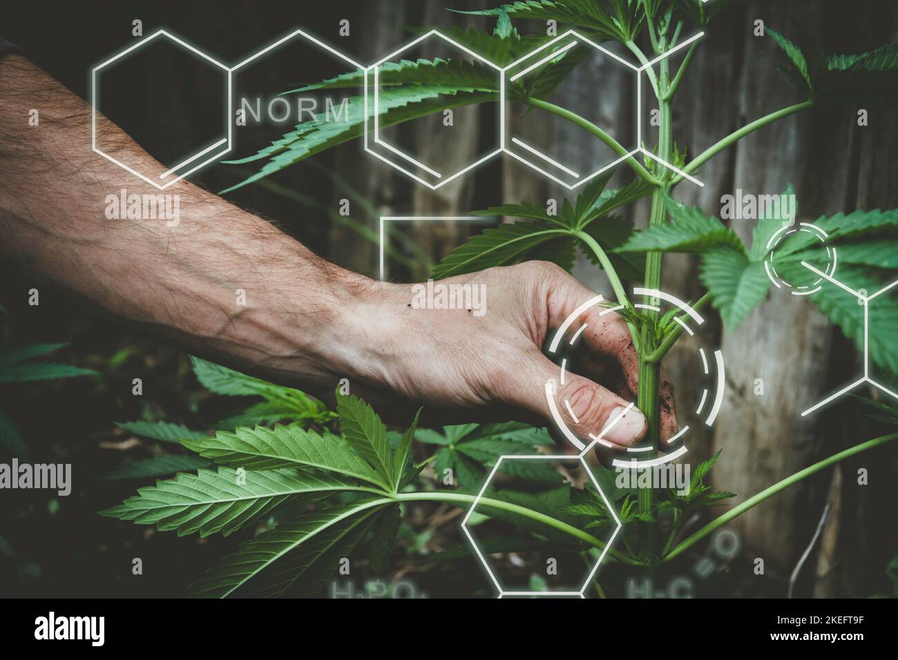 Breeding of new varieties of cannabis. Chemical formulas in plant growing. The chemical composition of hemp. Healthy Plant Formula. Smart farming, usi Stock Photo